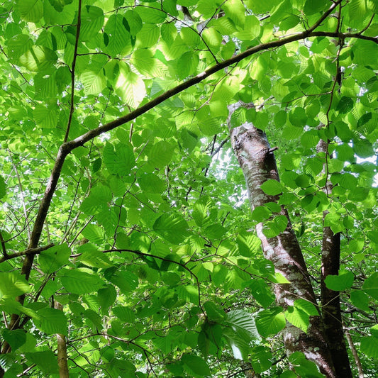 少し遠くまで行くと、見えるものが変わる。春の山に、じっくり関わる小菅村【ハンターバンク通信】