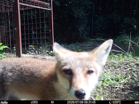 キツネばかりだった箱わなで、オスイノシシを捕獲するまで